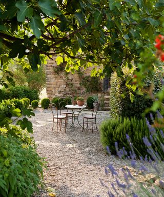 French style table and chairs seen through the leaves of a fig tree in garden with gravel patio